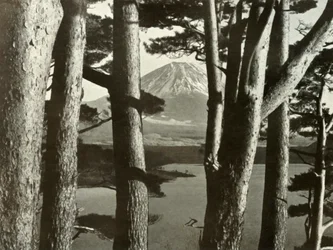 Fuji and the Pine Trees