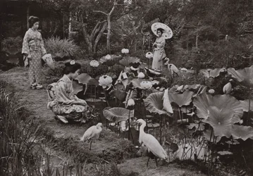 In a Lotus Garden