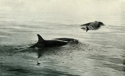 Killer Whales Rising to Blow
