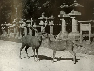 My Dear! A Study at Nara