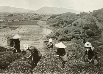 Tea on the Hills and Rice on the Plains