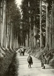 The Cryptomerias at Nikko