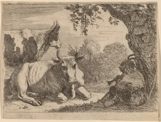 Cows
