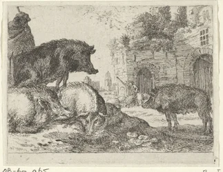 Pigs
