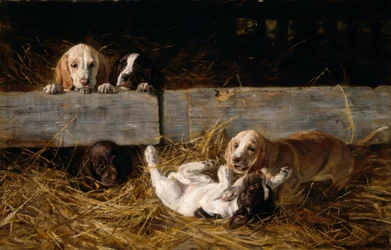 Playing Puppies