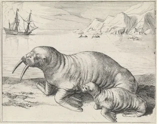 Walrus at Spitsbergen