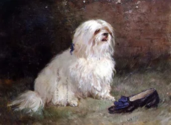 A Maltese Terrier