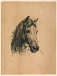 Head of a Horse