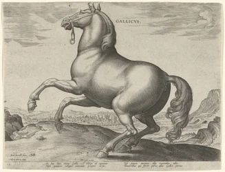 Horse from France