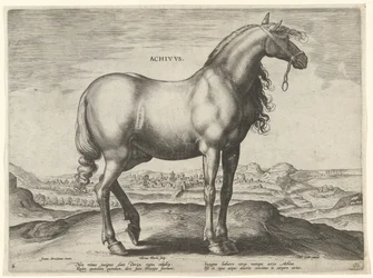Horse from Greece (Achivus) (series title: Horse Breeds from the Royal Stables of Don Juan of Austria)