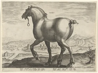 Horse from Saxony