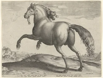 Horse from Spain (Hispanus Alter)