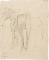 Studies of a Horse