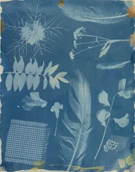 Arrangement of Specimens
