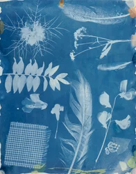Plant Specimens by Bayard, c.1842