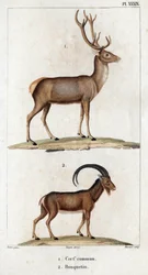 Common deer and Ibex. 