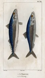 Mackerel and Herring, from Fauna of the Doctors or History of Animals and Their Products