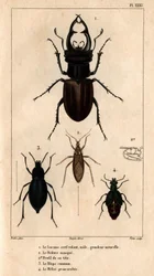 The Male Kite Skylight, the Reduve Mask, the Common Blaps, the Proscarabee Meloe