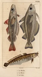 The Whiting, the Cod and the Burbot. Fauna of Doctors or History of Animals and Their Products by Hippolyte Cloquet - Volume 6 - 1825