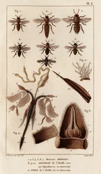 Various bees. 