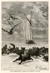 And sometimes a pack of prairie wolves, from Around the World in Eighty Days by Jules Verne, engraved by Louis, 1873