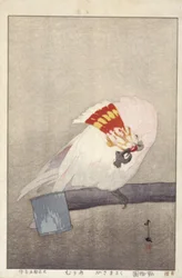 Cockatoo on Feeder