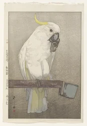 Sulphur-crested Cockatoo