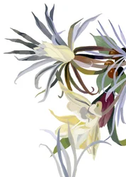 Elegant, Beard-Like Flowers