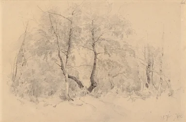 Birch Grove