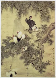 Eight Red-Crested Herons in a Pine Tree