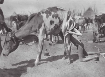 Africa: Northern Dinka Blowing a Cow
