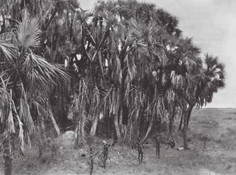Africa: Nuer hunters in a palm-wood