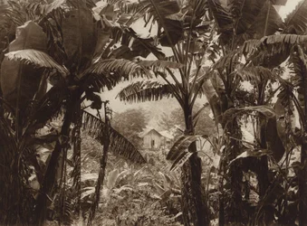 Mexico: Atoyac, Bananas