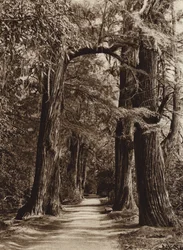 Mexico: Mexico City, Chapultepec Park, Alameda of the Philosophers