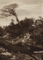 Mexico: Panorama of river with Ceiba tree, Veracruz State