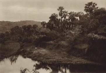 Mexico: Tamasopo, Palm landscape