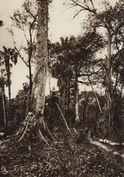 Mexico: Tamasopo, Virgin Forest Panorama