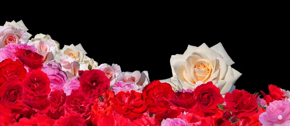 Rose Dream 2