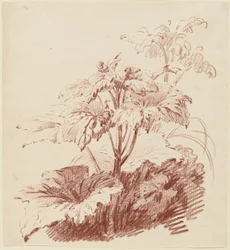 Flowering Plant with Buds