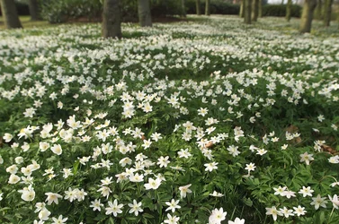 Spring Wood Anemones