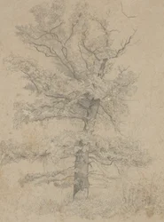American Fir