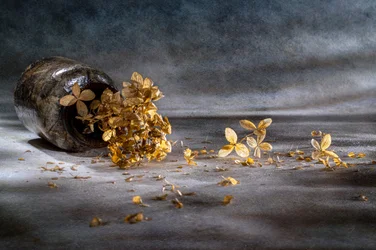 Dried Hydrangea Still Life