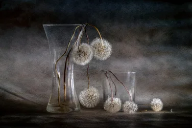 Fading Dandelion Seeds