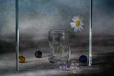 Quiet Daisy Reflections