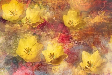 Textured Yellow Tulips