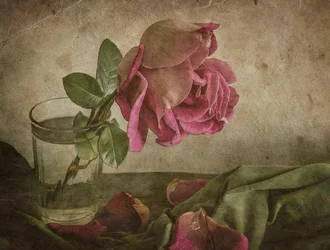Fading Rose Still Life