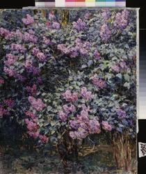 Lilac