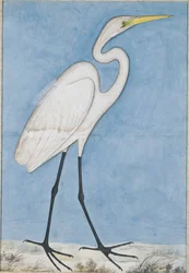 A Great Egret, Lucknow
