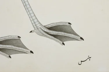 A Flamingo (detail)