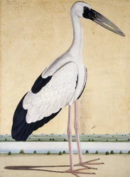 An Open-Beaked Stork